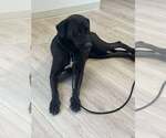 Small #2 Labmaraner