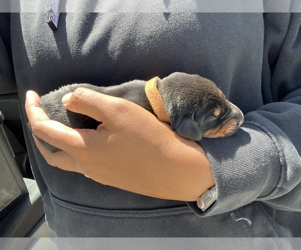 Medium Photo #2 Doberman Pinscher Puppy For Sale in CHERRY VALLEY, CA, USA