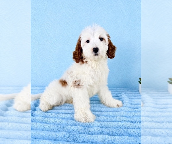 Medium Photo #3 Goldendoodle (Miniature) Puppy For Sale in GREENFIELD, IN, USA