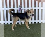 Small Australian Shepherd Mix