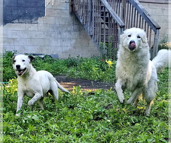Medium Photo #4 Great Pyrenees-Unknown Mix Puppy For Sale in Brooklyn Center, MN, USA