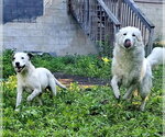 Small #3 Great Pyrenees Mix