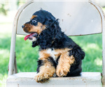 Small #4 Cocker Spaniel