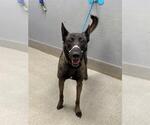 PRINCESS BUBBLEGUM - Female Mutt Dog for Adoption - Small photo