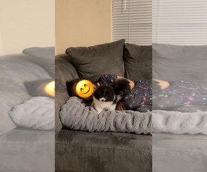 Pomeranian Puppy for Sale in BAKERSFIELD, California USA
