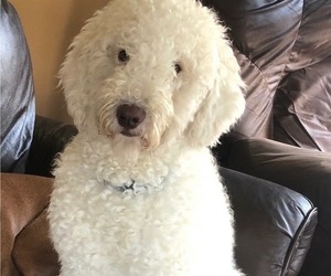 Father of the Labradoodle puppies born on 04/07/2023