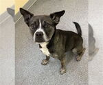 Small #1 American Pit Bull Terrier Mix