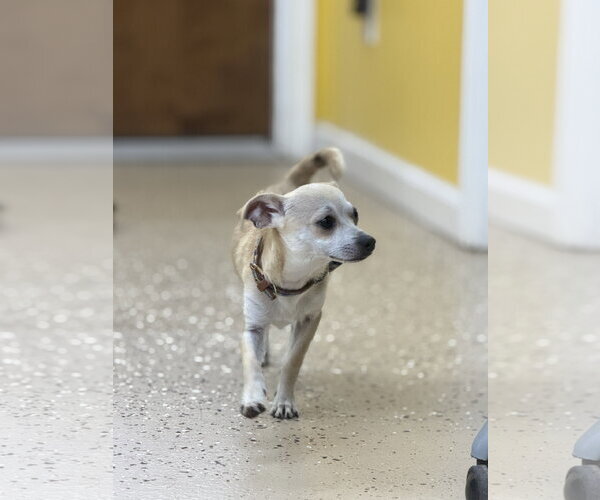 Medium Photo #1 Chihuahua Puppy For Sale in York, SC, USA
