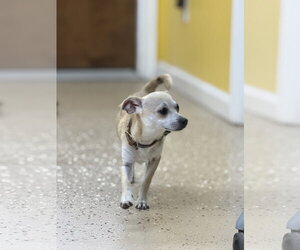 Chihuahua Dogs for adoption in York, SC, USA