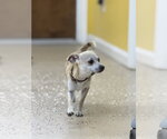 Small Chihuahua