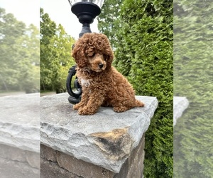 Poodle (Miniature) Puppy for sale in NASHVILLE, TN, USA