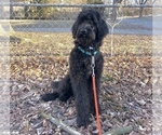 Small Photo #8 Labradoodle Puppy For Sale in PAW PAW, MI, USA