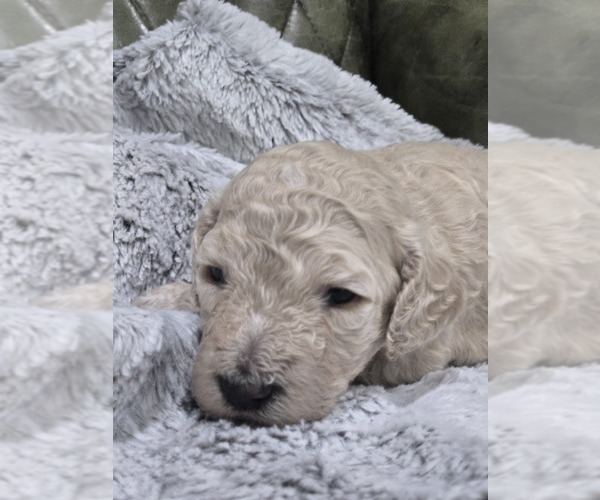 Medium Photo #19 Poodle (Standard) Puppy For Sale in CONROE, TX, USA