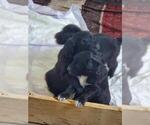 Small Photo #2 Aussiedoodle Puppy For Sale in GULF BREEZE, FL, USA