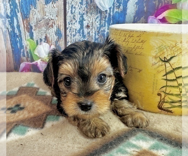 Medium Photo #21 Morkie Puppy For Sale in CASSVILLE, MO, USA