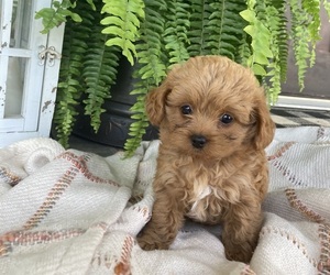 Shih-Poo Puppy for sale in KIRKWOOD, PA, USA