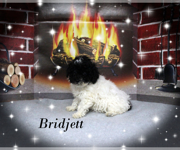 Medium Photo #23 Poodle (Toy) Puppy For Sale in CHANUTE, KS, USA