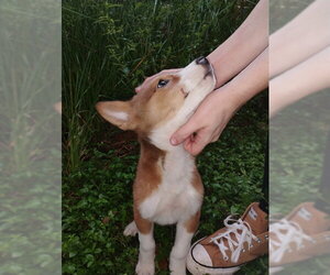 Australian Shepherd-Unknown Mix Dogs for adoption in Conroe, TX, USA