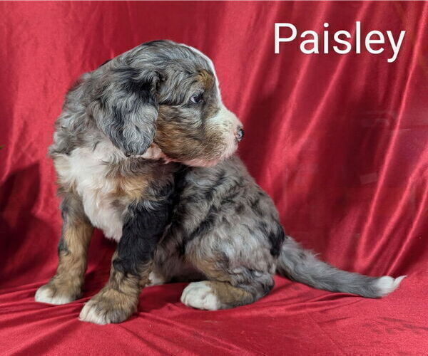 Medium Photo #3 Bernedoodle Puppy For Sale in CANON CITY, CO, USA