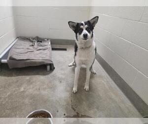 Siberian Husky Dogs for adoption in Jackson, CA, USA