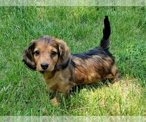 Dachshund Dog for Adoption in CLARK, Missouri USA