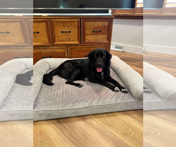 Medium Photo #2 Mutt Puppy For Sale in Westwood, NJ, USA