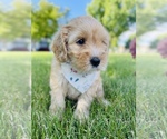 Small Photo #2 Australian Labradoodle Puppy For Sale in SEATTLE, WA, USA