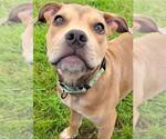 Small #3 American Staffordshire Terrier Mix