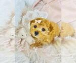 Small #4 Poodle (Toy)
