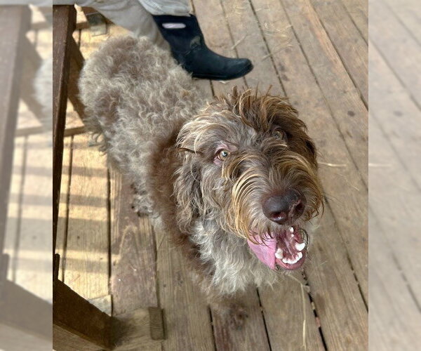 Medium Photo #2 Labradoodle Puppy For Sale in Wetumpka, AL, USA