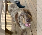 Small #1 Labradoodle