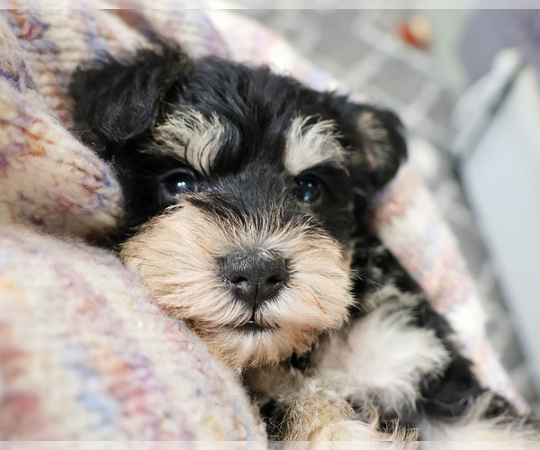 Medium Photo #1 Schnauzer (Miniature) Puppy For Sale in SYRACUSE, IN, USA