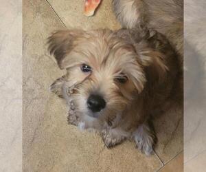 Morkie Puppy for sale in SILVER SPRINGS, FL, USA