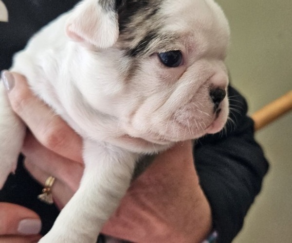 Medium Photo #5 Boston Terrier Puppy For Sale in GENOA, NE, USA