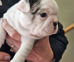 Small Photo #5 Boston Terrier Puppy For Sale in GENOA, NE, USA