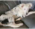 Small #5 Australian Shepherd