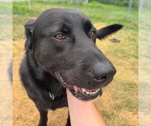 Labrador Retriever-Unknown Mix Dogs for adoption in Muskegon, MI, USA