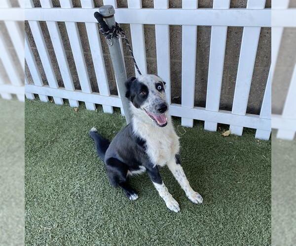 Medium Photo #1 Border Collie Puppy For Sale in Modesto, CA, USA