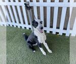 Small Border Collie