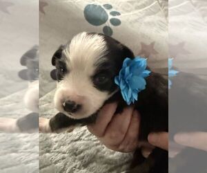 Australian Shepherd Puppy for sale in WEBSTER, FL, USA