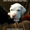 Small Photo #108 Dogo Argentino Puppy For Sale in JANE, MO, USA