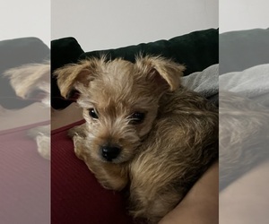 Yorkipoo Puppy for sale in ORLANDO, FL, USA