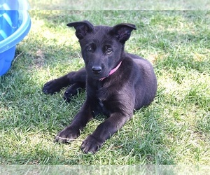 Belgian Malinois Puppy for sale in LA PINE, OR, USA