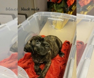 Cane Corso Puppy for sale in RUFFIN, NC, USA