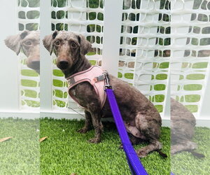 Miniature Labradoodle Dogs for adoption in Valrico, FL, USA