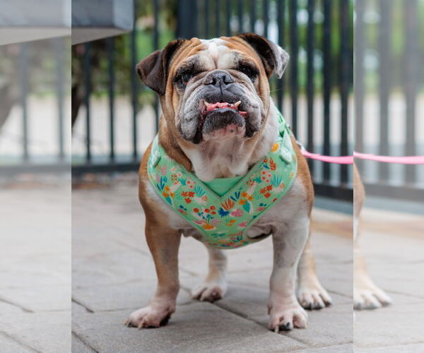 Medium Photo #1 Bulldog Puppy For Sale in St. Louis Park, MN, USA