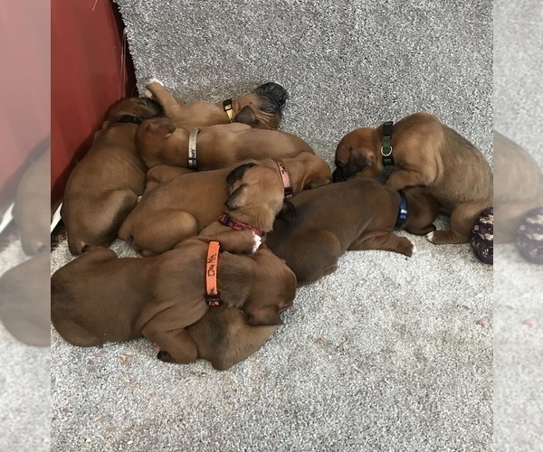Medium Photo #7 Boxer Puppy For Sale in APPLE CREEK, OH, USA