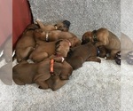 Small #6 Boxer