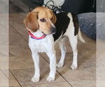 Small #4 Beagle