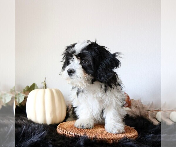 Medium Photo #3 Zuchon Puppy For Sale in ARTHUR, IL, USA